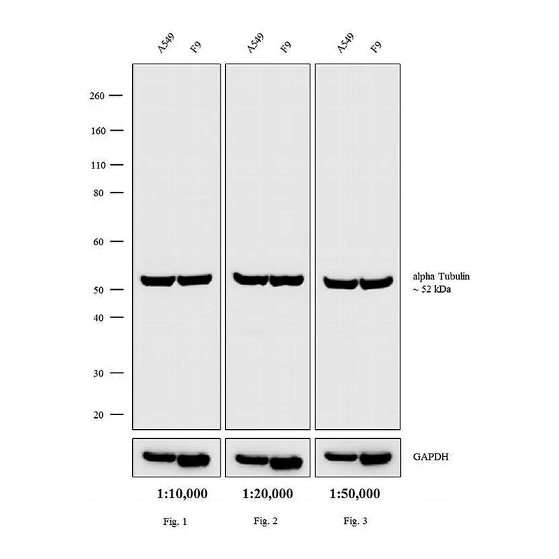 Thermo Fisher Scientific Donkey anti-Rat IgG (H+L) Secondary Antibody, Biotin