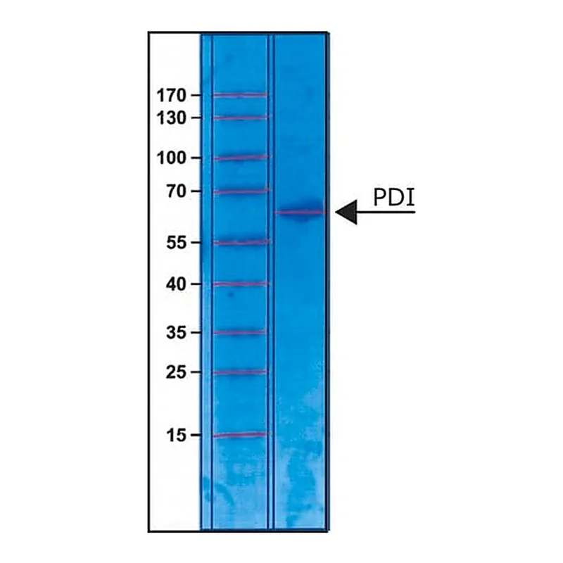 Merck Protein Disulfide Isomerase from bovine liver