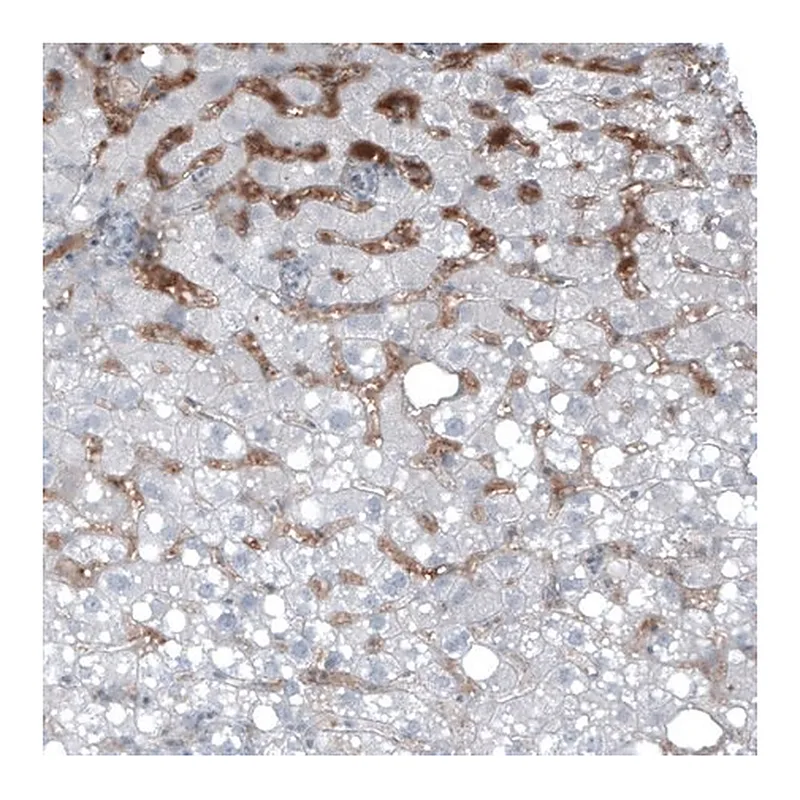 Merck Monoclonal Anti-AFP antibody produced in mouse