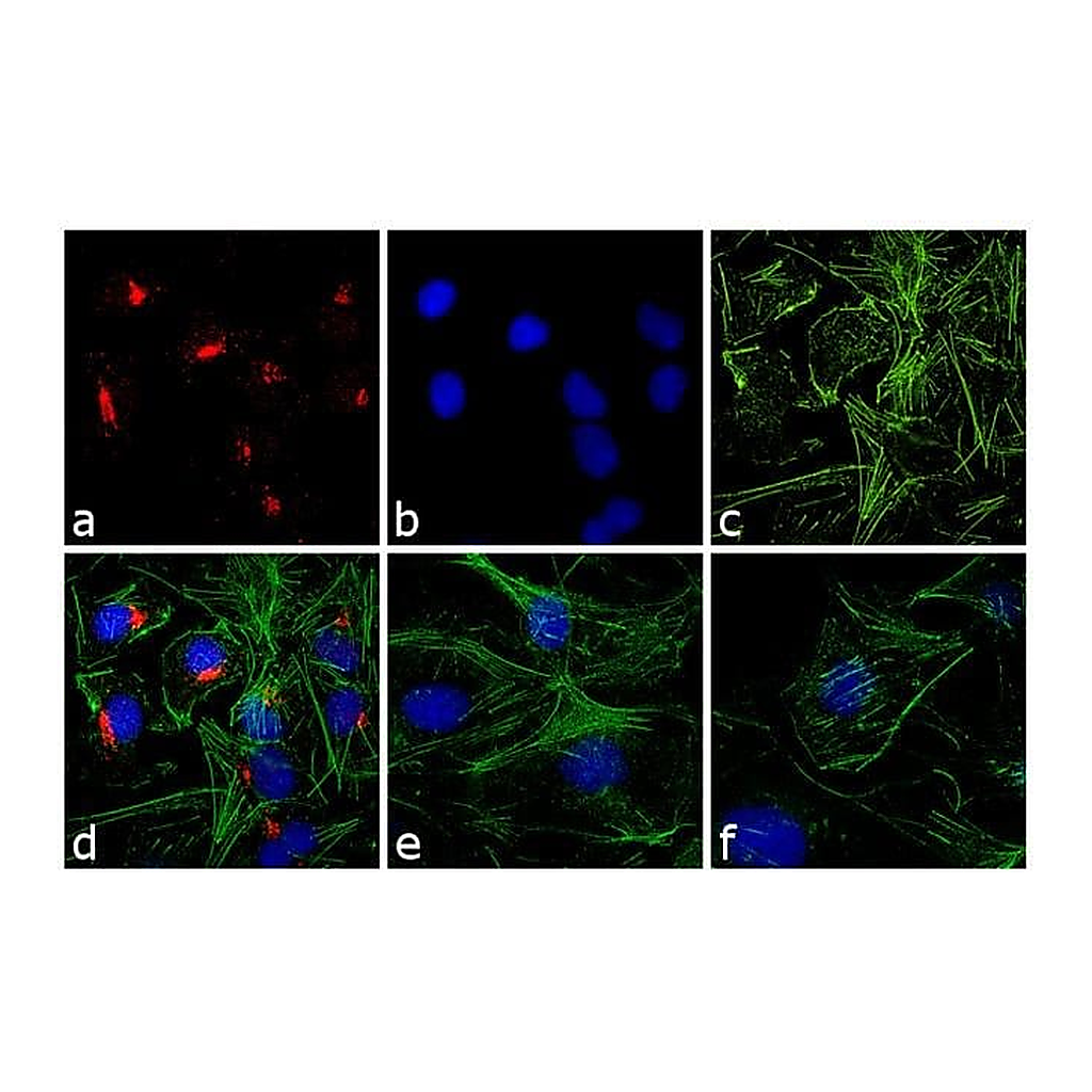Thermo Fisher Scientific Goat anti-Rabbit IgG (H+L) Cross-Adsorbed Secondary Antibody, Rhodamine Red-X