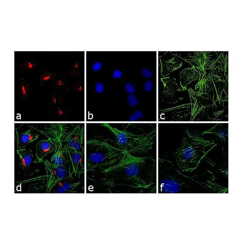Thermo Fisher Scientific Goat anti-Rabbit IgG (H+L) Cross-Adsorbed Secondary Antibody, Rhodamine Red-X