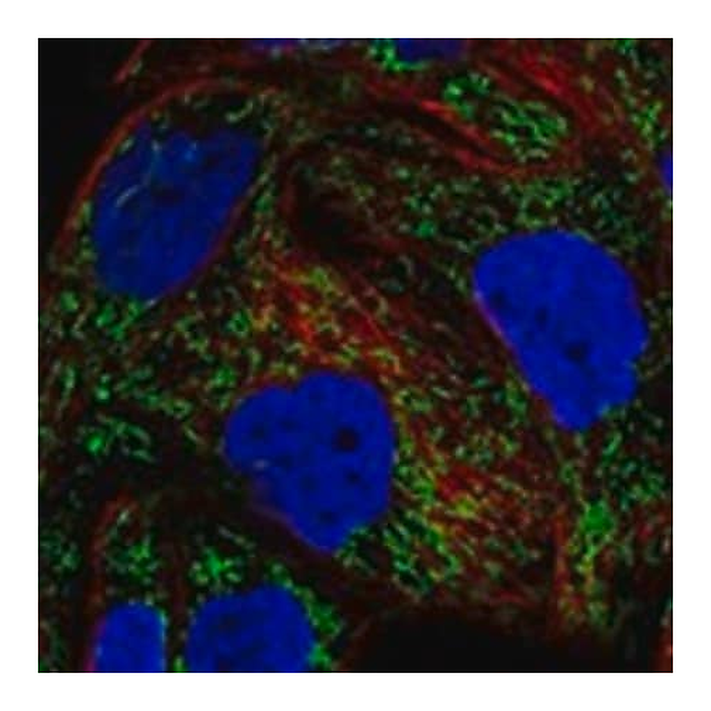 Merck Anti-DDAH2 antibody produced in rabbit