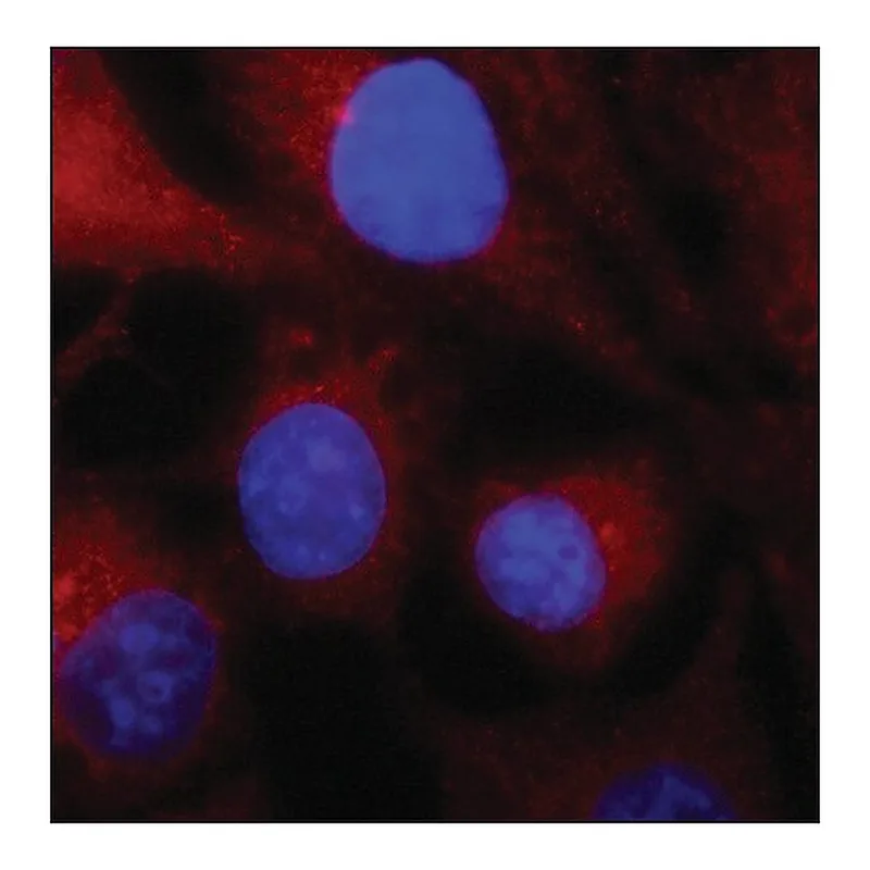 Merck Anti-SDCBP antibody produced in rabbit