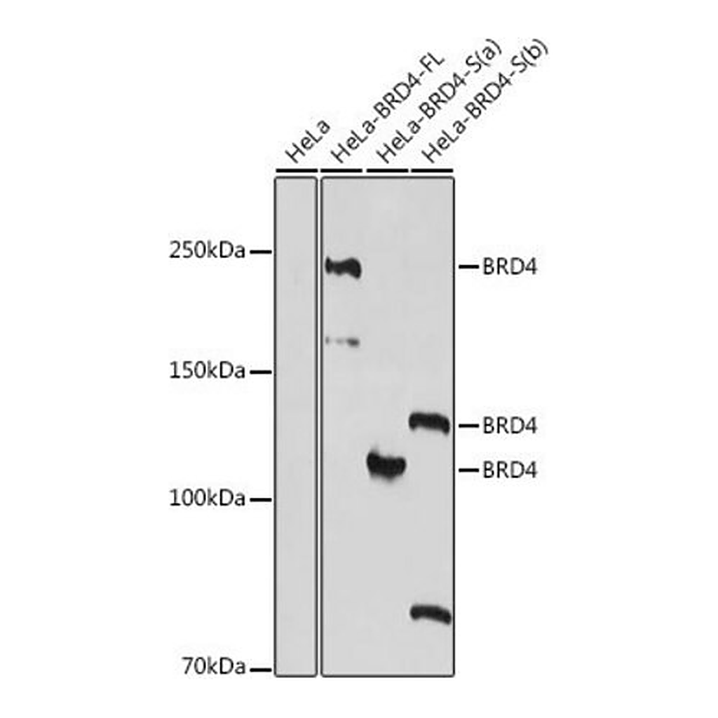 Merck Anti- BRD4 antibody produced in rabbit