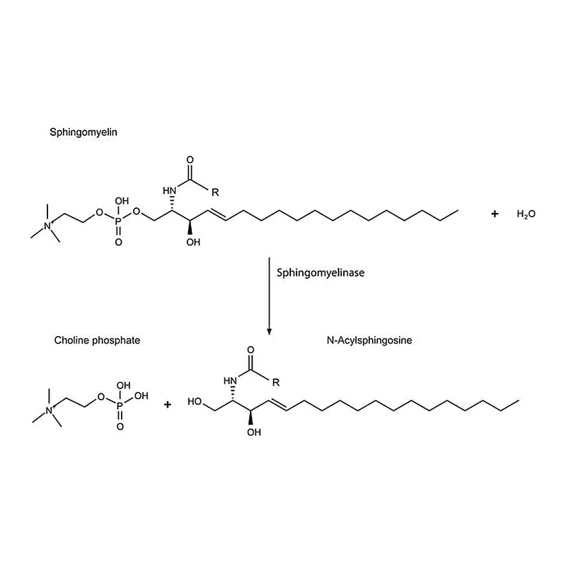 Merck Sphingomyelinase from Bacillus cereus