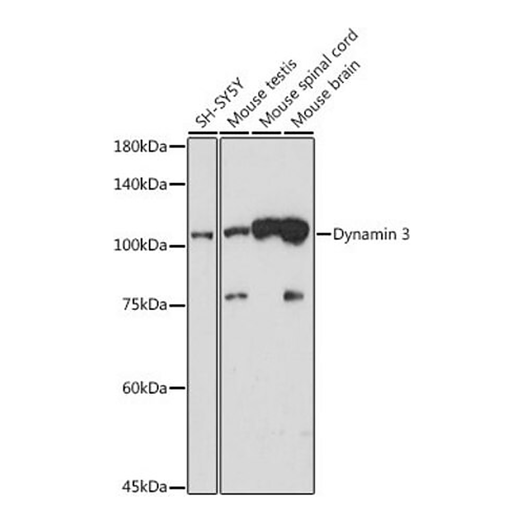 Merck Anti-Dynamin 3 antibody produced in rabbit