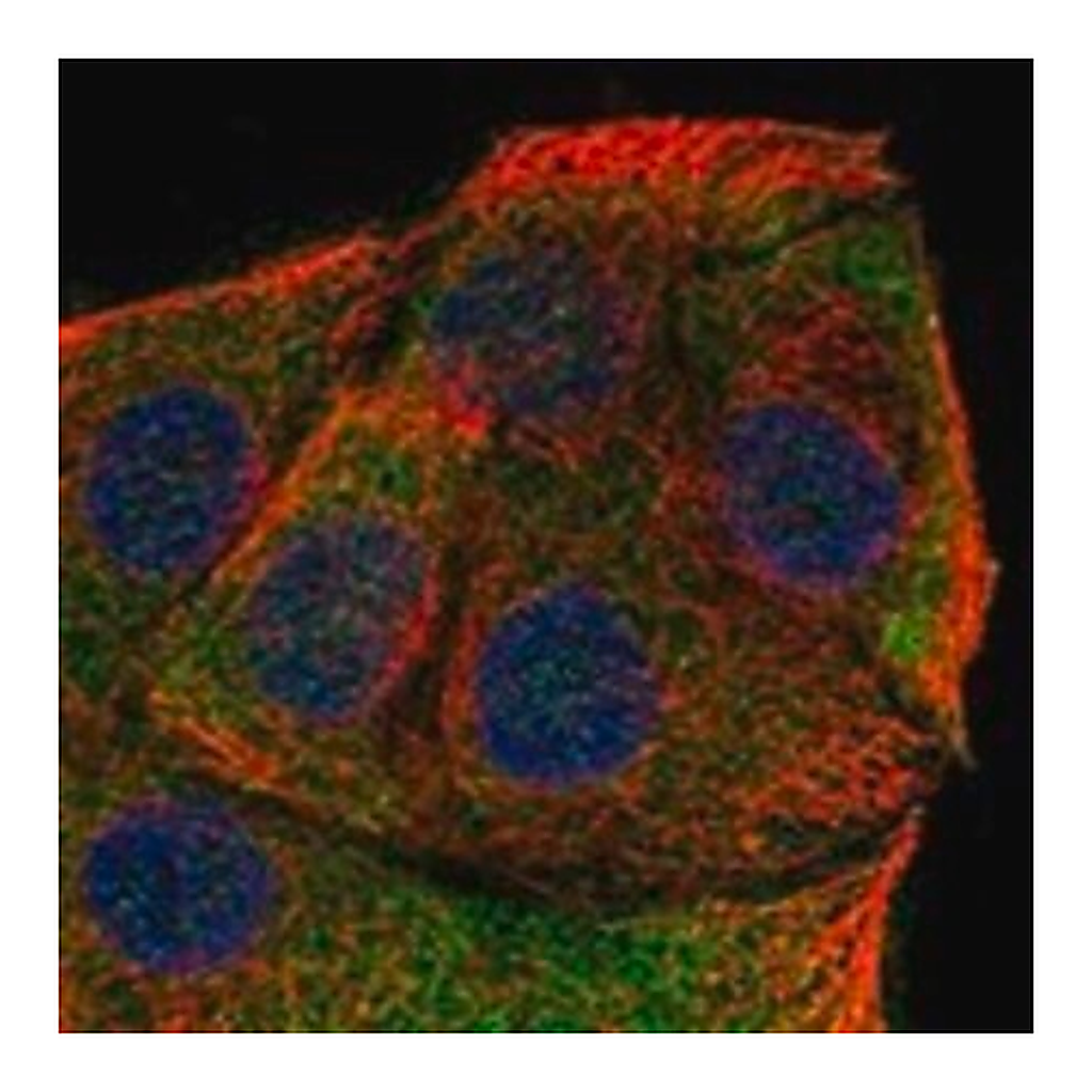 Merck Anti-CYB5D2 antibody produced in rabbit