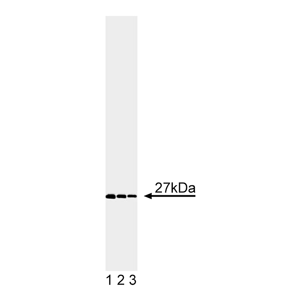 BD Purified Mouse Anti-Human FADD