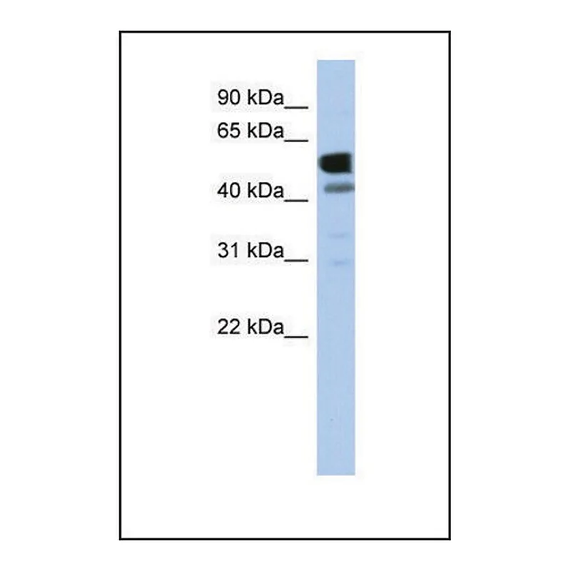Merck Anti-LDHD antibody produced in rabbit