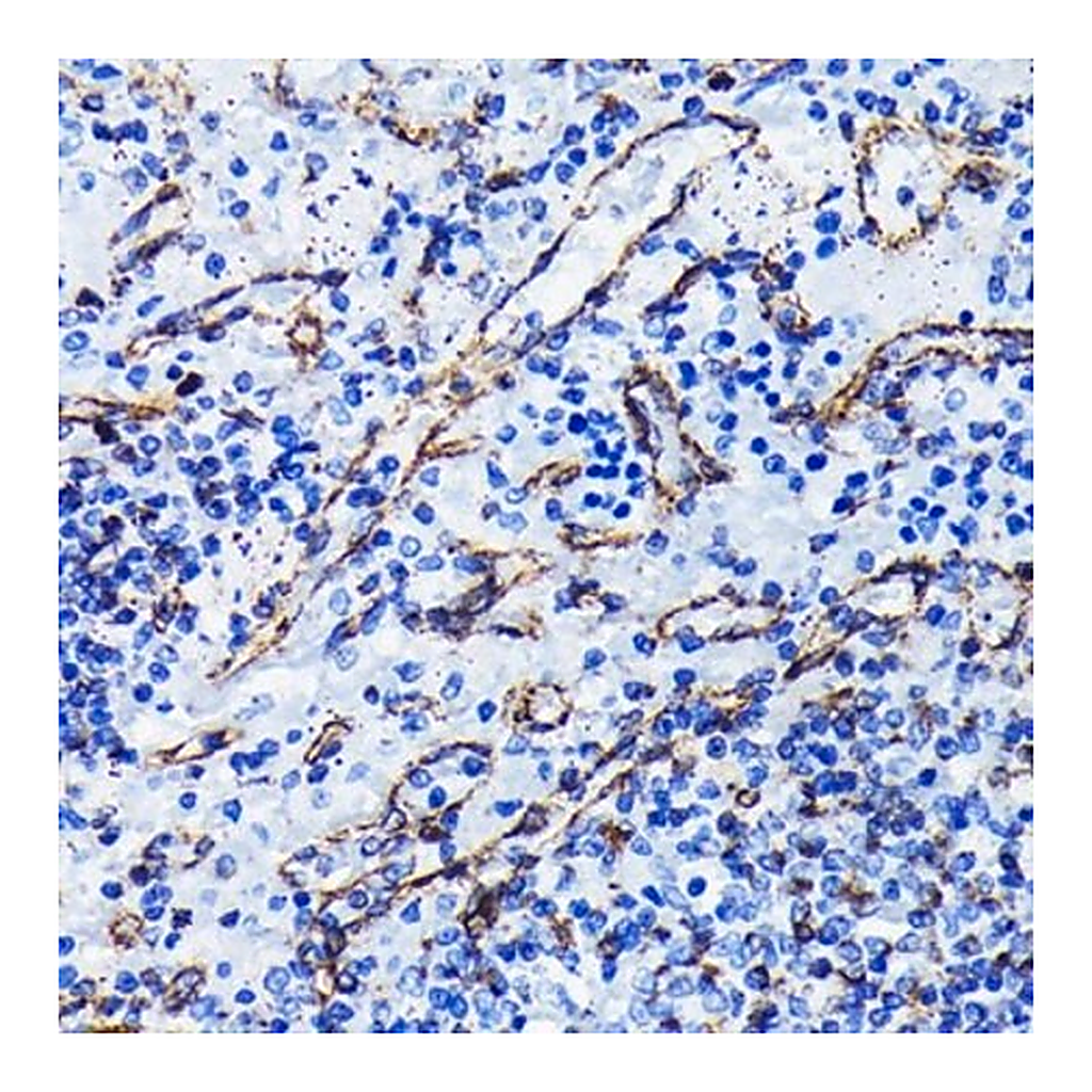 Merck Anti- Vimentin antibody produced in rabbit