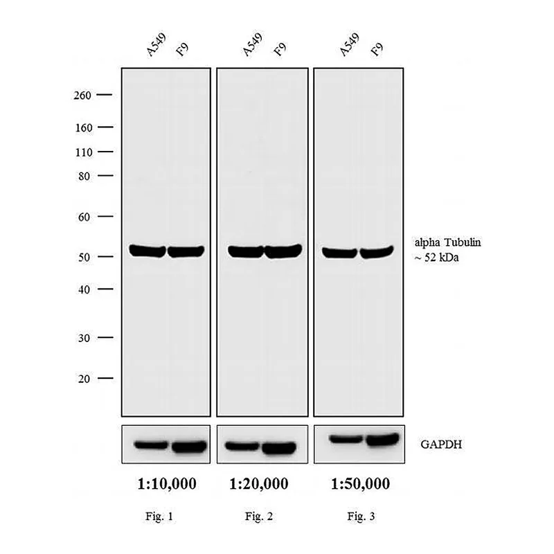 Thermo Fisher Scientific Chicken anti-Rat IgG (H+L) Cross-Adsorbed Secondary Antibody, Biotin