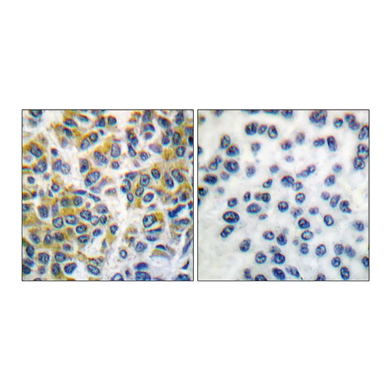 Merck Anti-SHP-1 antibody produced in rabbit