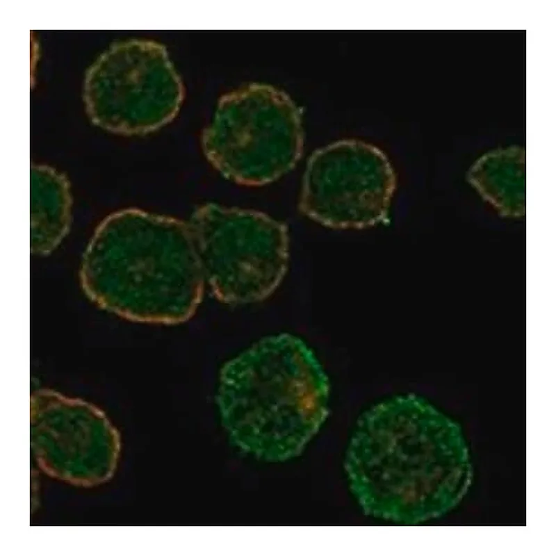 Merck Anti-GALR1 antibody produced in rabbit
