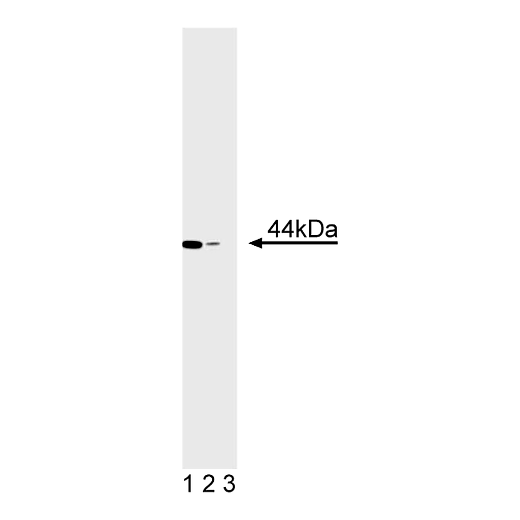 BD Purified Mouse Anti-ERK1