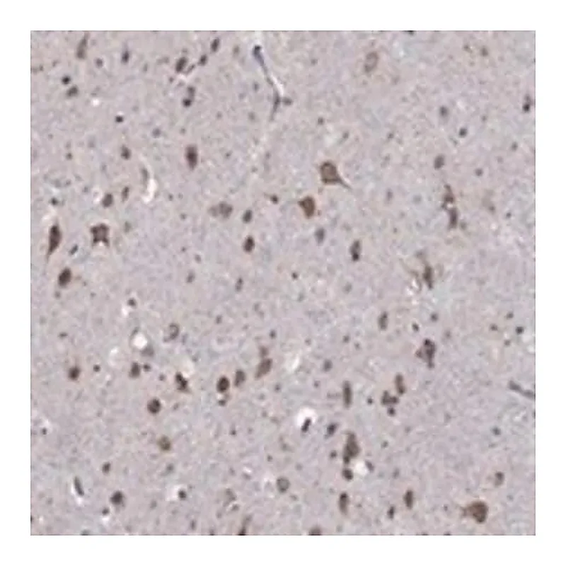 Merck Anti-NKIRAS1 antibody produced in rabbit