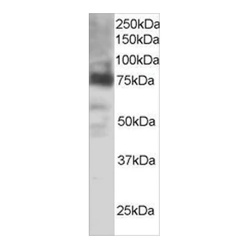Merck Anti-COX2/PTGS2 antibody produced in goat