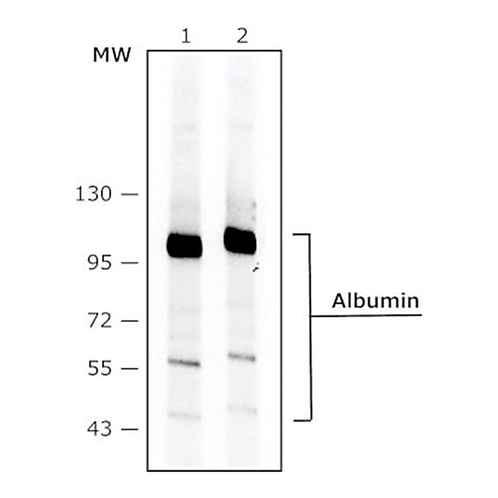 Merck MONOCLONAL ANTI-HUMAN ALBUMIN, CLONE HS&