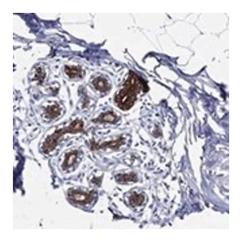 Merck Anti-NEDD9 antibody produced in rabbit