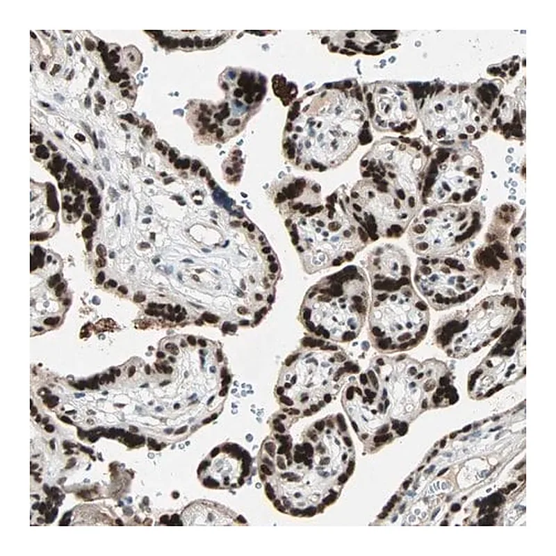 Merck Anti-GATA2 antibody produced in rabbit