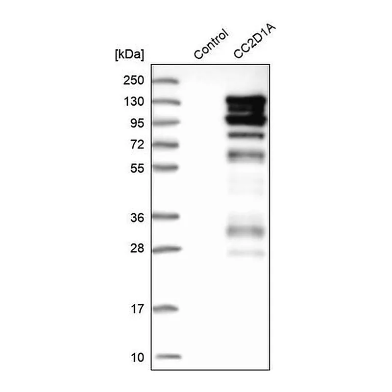 Merck Anti-CC2D1A antibody produced in rabbit