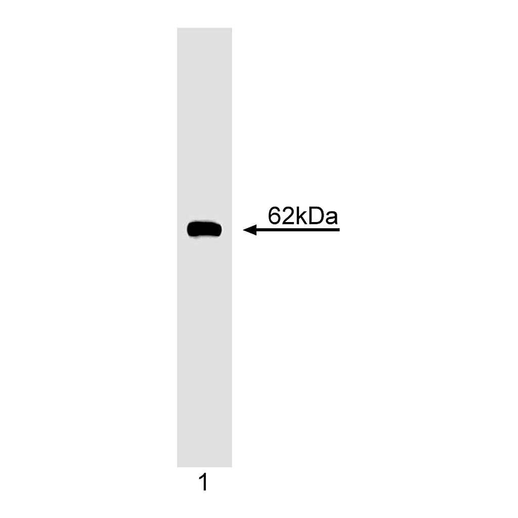 BD Purified Mouse Anti- Cyclin B1