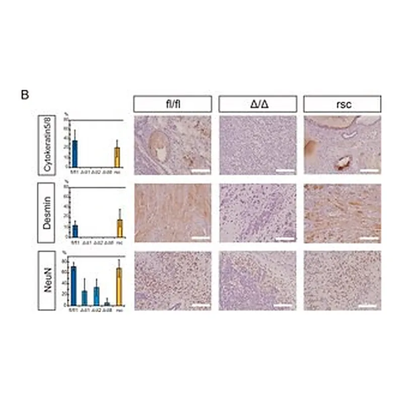 Merck MONOCLONAL ANTI-DESMIN ANTIBODY PRODUCE&