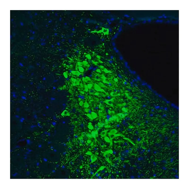 Merck Monoclonal Anti-TH antibody produced in mouse