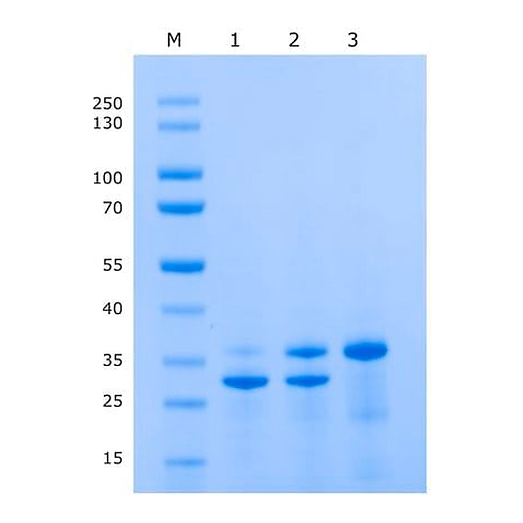Merck IceTEV Protease