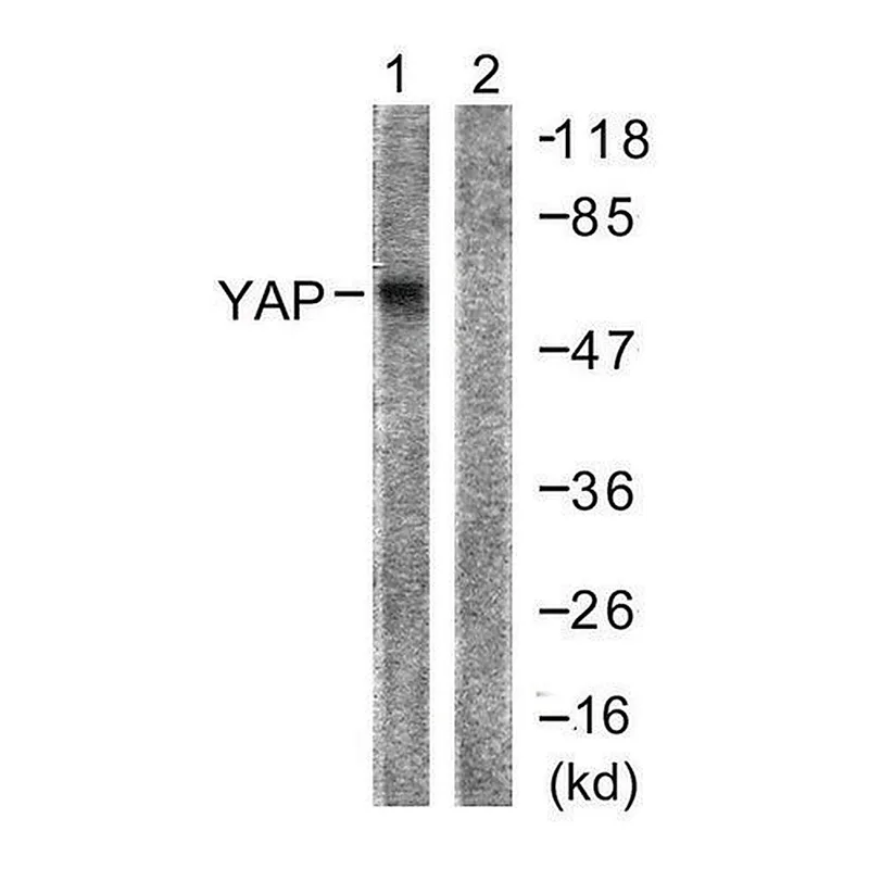 Merck Anti-YAP antibody produced in rabbit