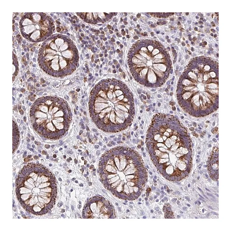 Merck Anti-MRPL11 antibody produced in rabbit