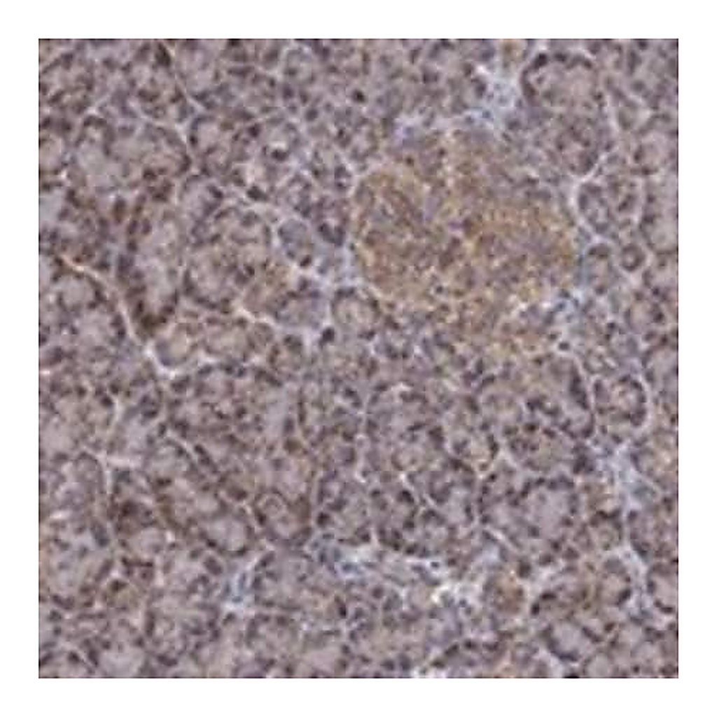 Merck Anti-GPSM1 antibody produced in rabbit