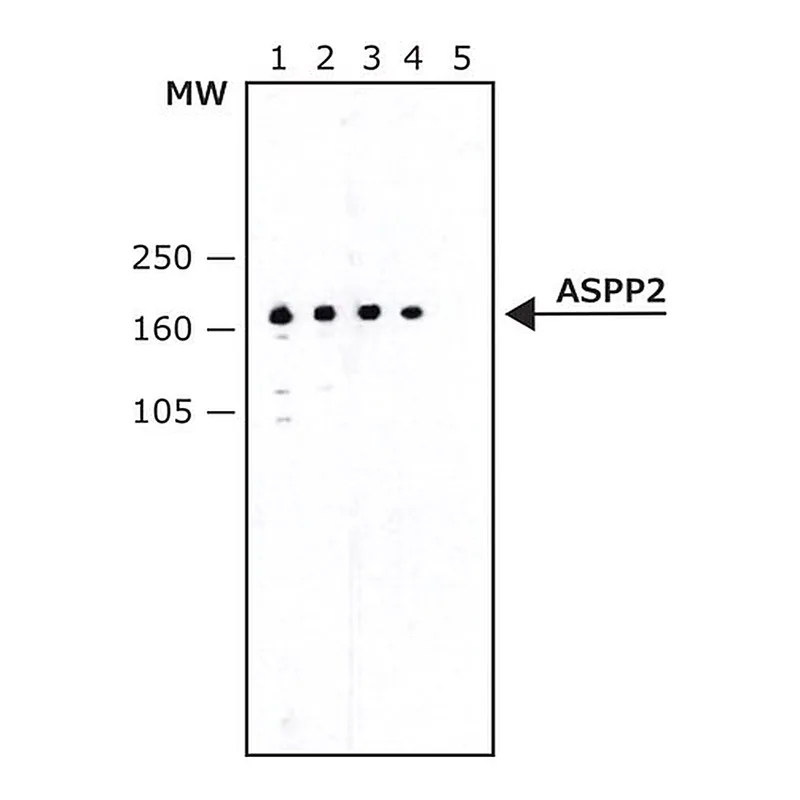 Merck Anti-ASPP2 antibody, Mouse monoclonal