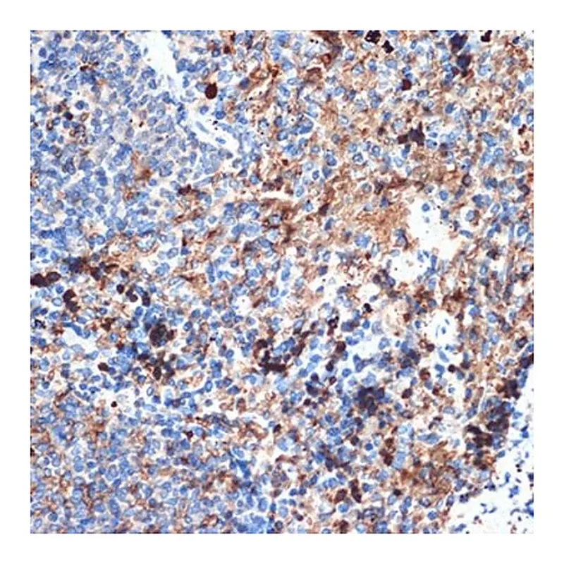 Merck Anti-CRMP5/DPYSL5 antibody produced in rabbit