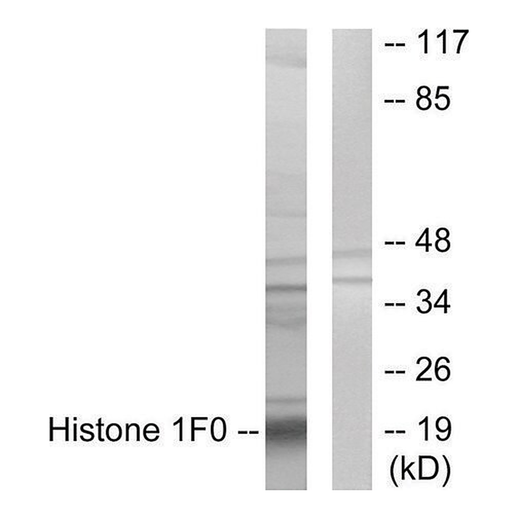 Merck Anti-Histone 1F0 antibody produced in rabbit