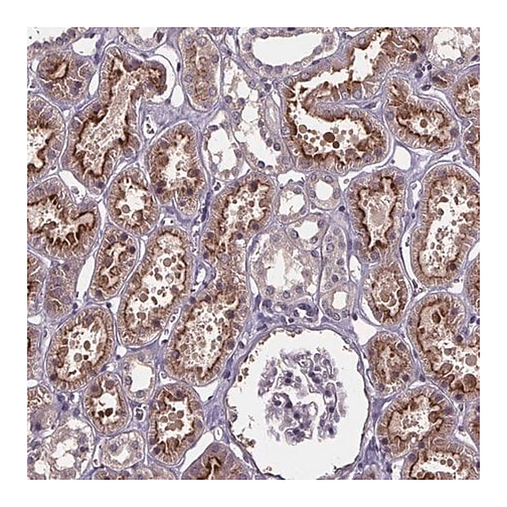 Merck Anti-SMIM1 antibody produced in rabbit