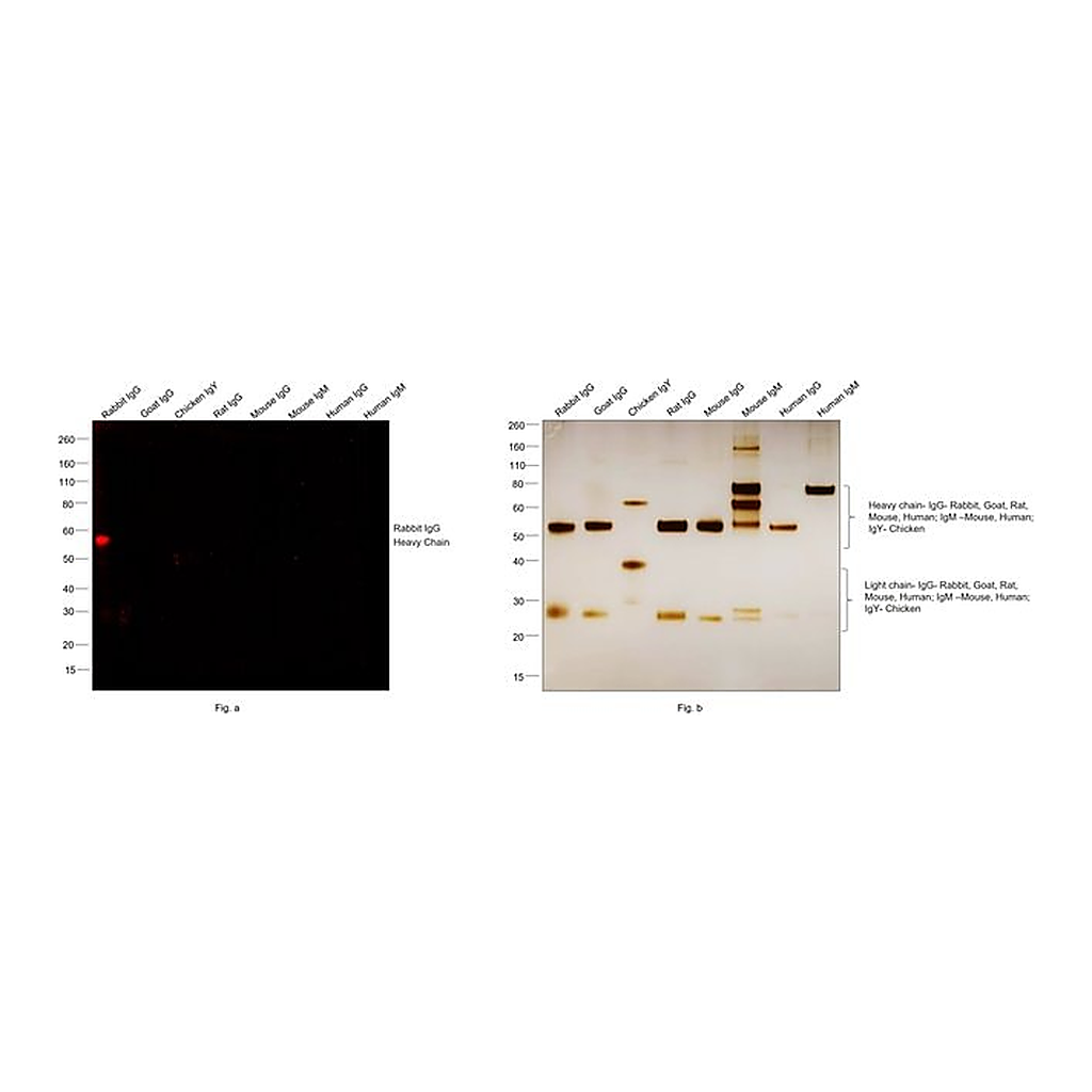 Thermo Fisher Scientific F(ab`)2-Goat anti-Rabbit IgG (H+L) Cross-Adsorbed Secondary Antibody, Alexa Fluor Plus 647