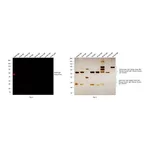 Thermo Fisher Scientific F(ab`)2-Goat anti-Rabbit IgG (H+L) Cross-Adsorbed Secondary Antibody, Alexa Fluor Plus 647