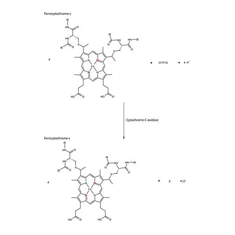 Merck Cytochrome c Oxidase from bovine heart