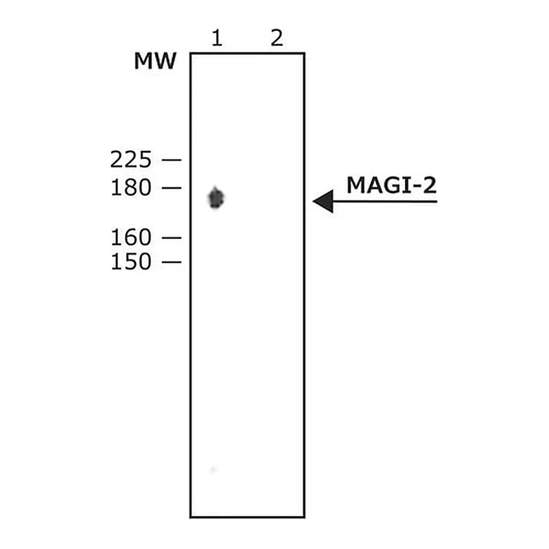 Merck Anti-MAGI-2 antibody produced in rabbit