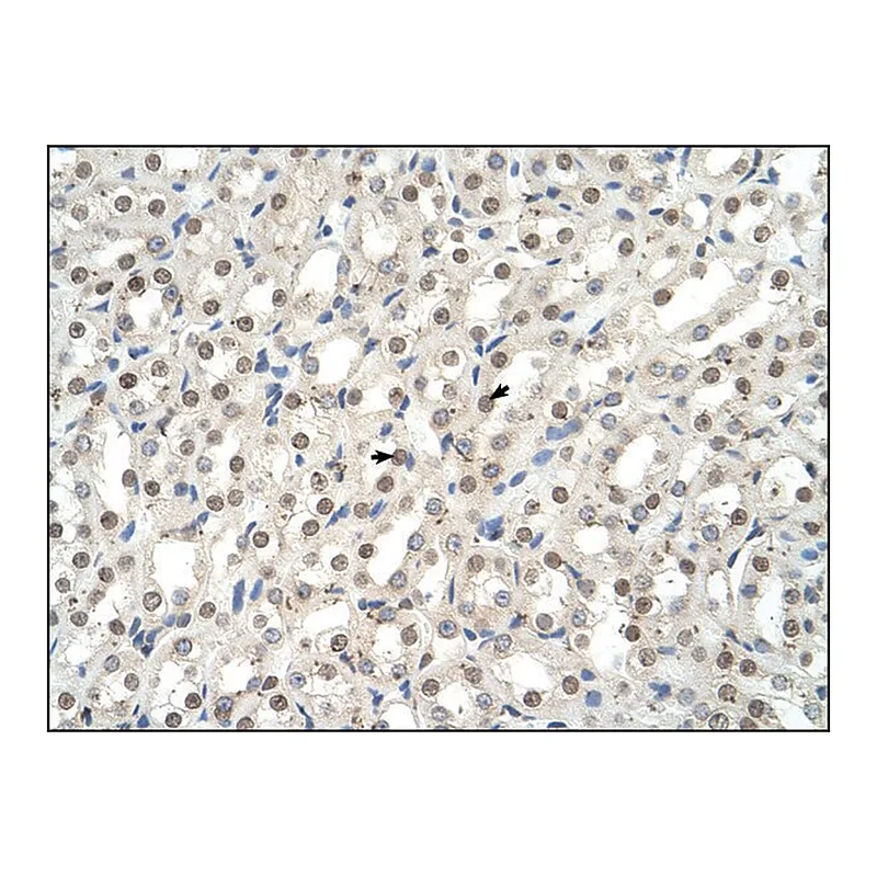 Merck Anti-EHF antibody produced in rabbit