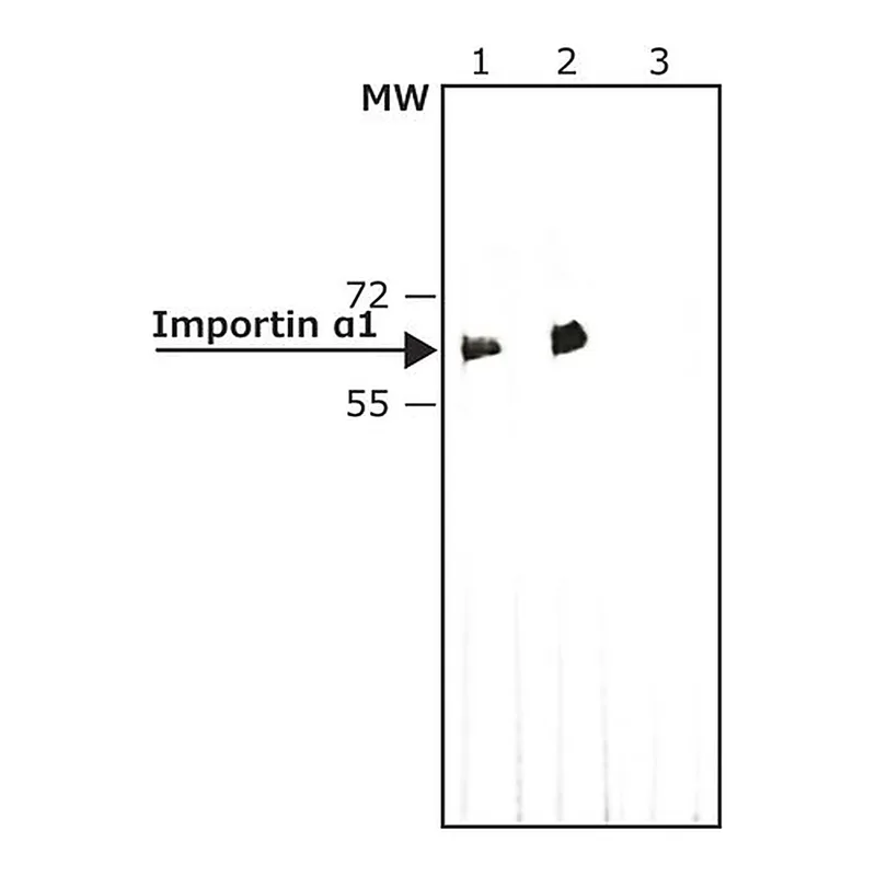 Merck Anti-Importin alpha1 antibody, Rat monoclonal
