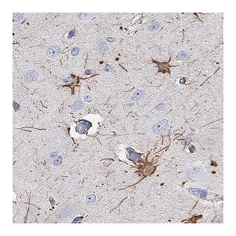 Merck Anti-PCDHGC5 antibody produced in rabbit