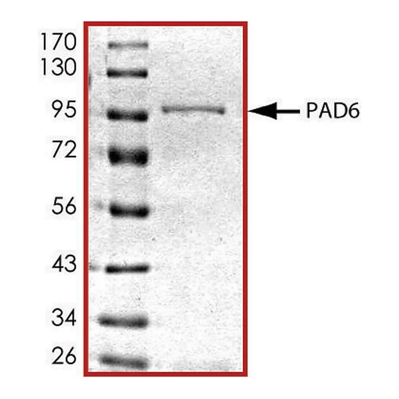 Merck PAD6, GST tagged human