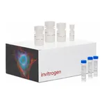 Thermo Fisher Scientific Click-iT EdU Cell Proliferation Kit for Imaging, Alexa Fluor 488 dye