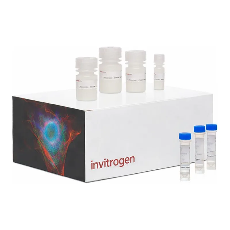 Thermo Fisher Scientific Click-iT EdU Cell Proliferation Kit for Imaging, Alexa Fluor 488 dye