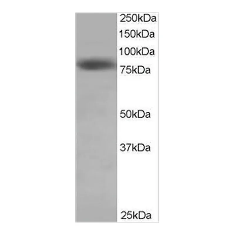 Merck Anti-HEC1 antibody produced in goat