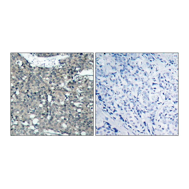 Merck Anti-Paxillin antibody produced in rabbit