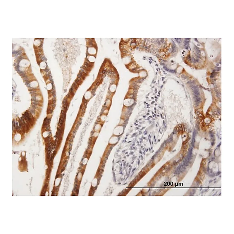 Merck Anti-CYP3A4 antibody produced in mouse