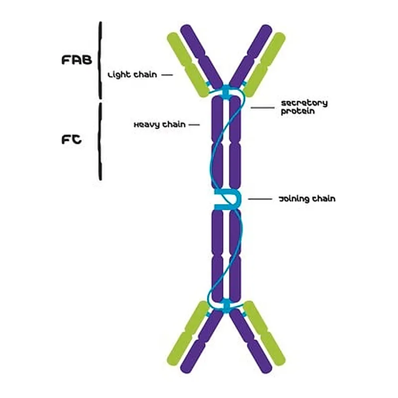 Merck IgA from human colostrum