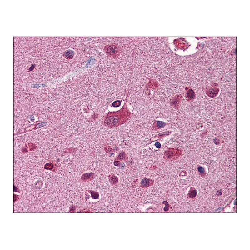 Merck Anti-FKBP5 antibody produced in rabbit